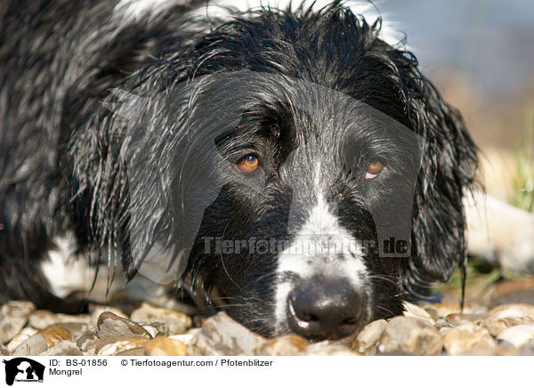 Labrador-Mnsterlnder-Bernersennenhund-Mix / Mongrel / BS-01856