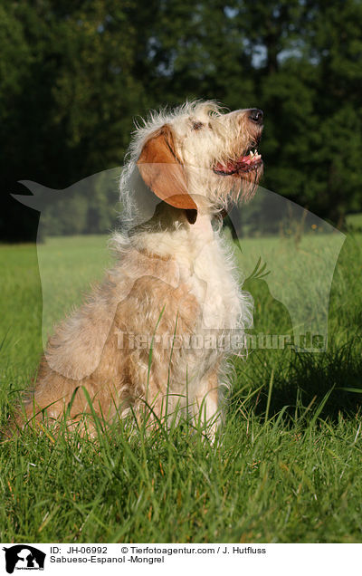 Sabueso-Espanol -Mischling / Sabueso-Espanol -Mongrel / JH-06992