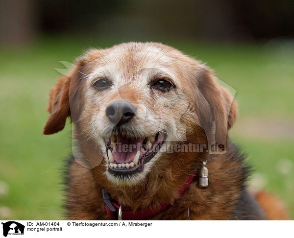 Mischling Portrait / mongrel portrait / AM-01484