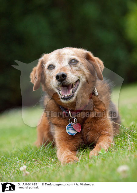 Mischling Portrait / mongrel portrait / AM-01485