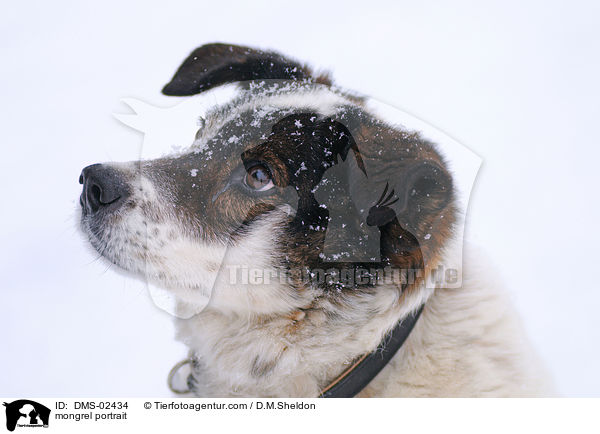 Mischling Portrait / mongrel portrait / DMS-02434