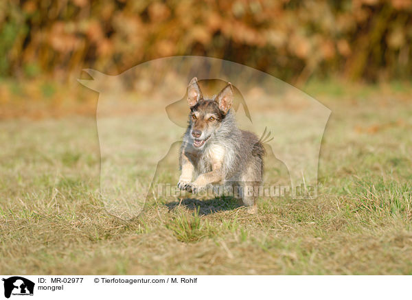 Terrier-Mischling / mongrel / MR-02977