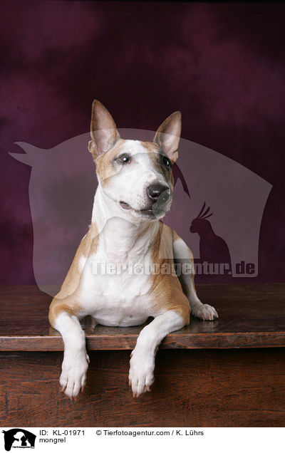 Pitbull-Jack-Russell-Mix / mongrel / KL-01971