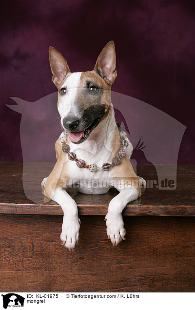 Pitbull-Jack-Russell-Mix / mongrel / KL-01975