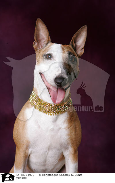 Pitbull-Jack-Russell-Mix / mongrel / KL-01978