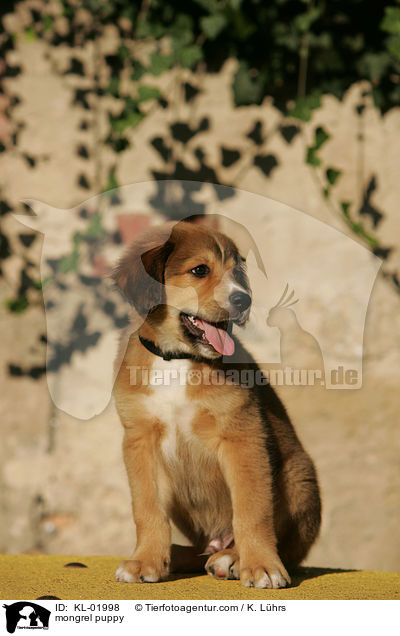 Mischlingwelpe / mongrel puppy / KL-01998