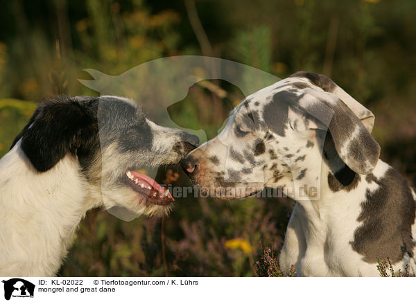 Mischling und Dogge / mongrel and great dane / KL-02022