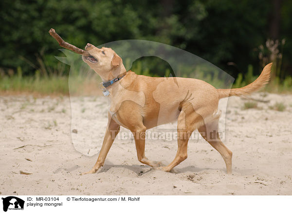 spielender Mischling / playing mongrel / MR-03104