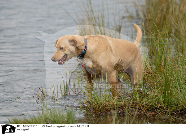 Mischling / mongrel / MR-03111