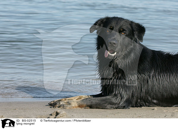 liegender Mischling / lying mongrel / BS-02515
