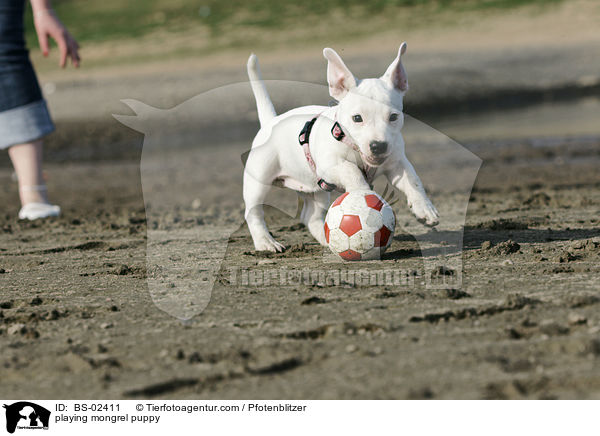 spielender Mischlingswelpe / playing mongrel puppy / BS-02411