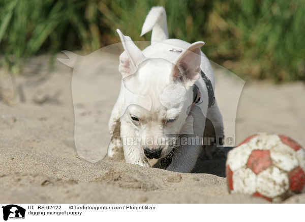 buddelnder Mischlingswelpe / digging mongrel puppy / BS-02422