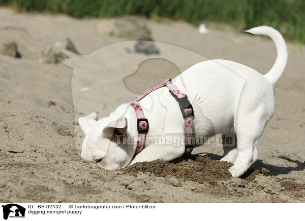 buddelnder Mischlingswelpe / digging mongrel puppy / BS-02432