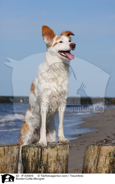 Border-Collie-Mischling / Border-Collie-Mongrel / IF-04809