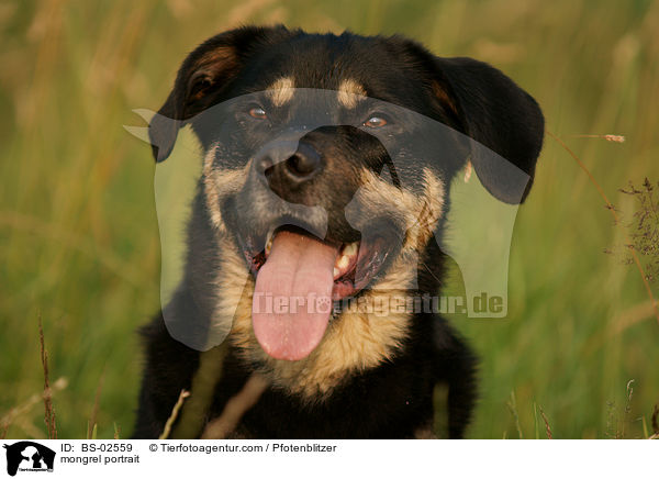 Mischling Portrait / mongrel portrait / BS-02559