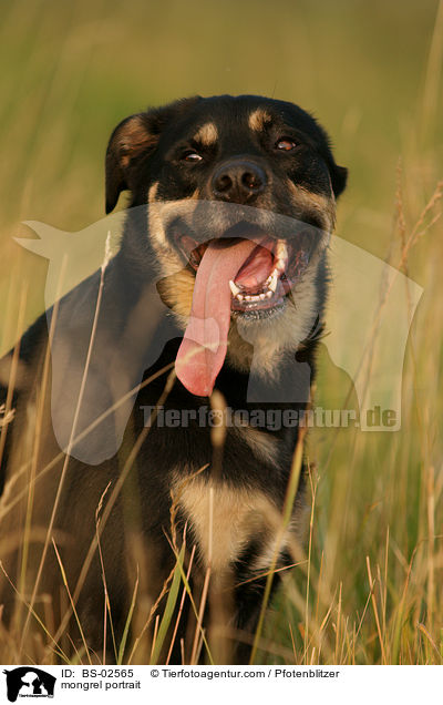 Mischling Portrait / mongrel portrait / BS-02565