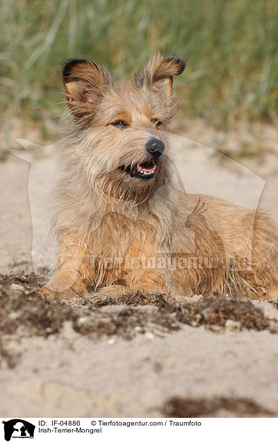 Irish-Terrier-Mischling / Irish-Terrier-Mongrel / IF-04886