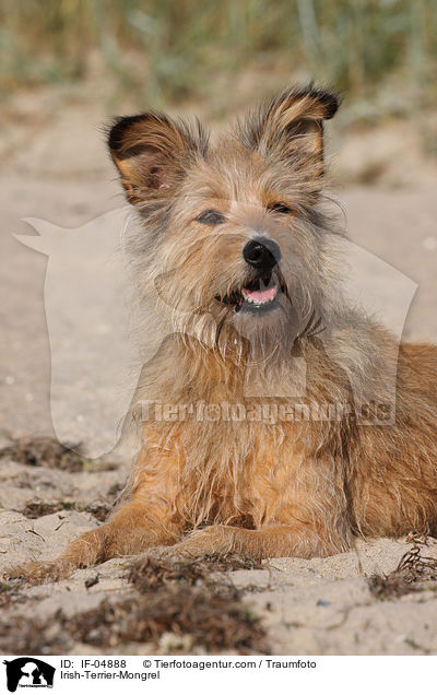 Irish-Terrier-Mischling / Irish-Terrier-Mongrel / IF-04888