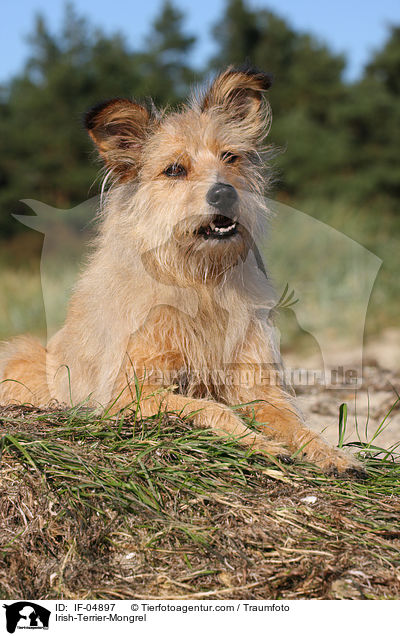 Irish-Terrier-Mischling / Irish-Terrier-Mongrel / IF-04897