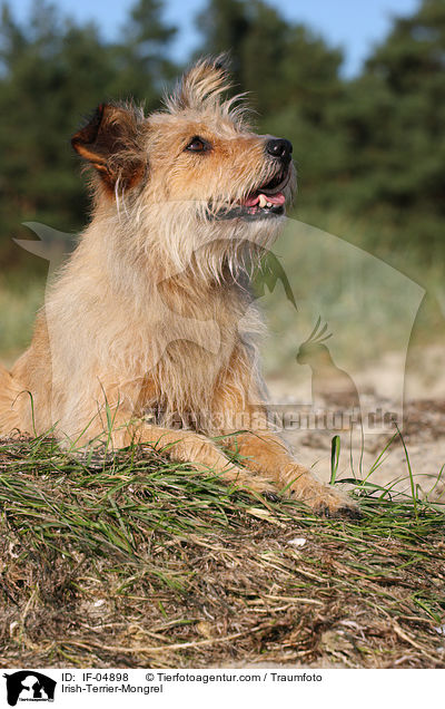 Irish-Terrier-Mischling / Irish-Terrier-Mongrel / IF-04898