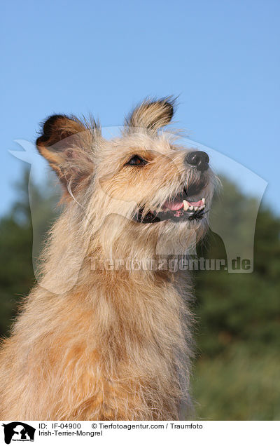 Irish-Terrier-Mischling / Irish-Terrier-Mongrel / IF-04900