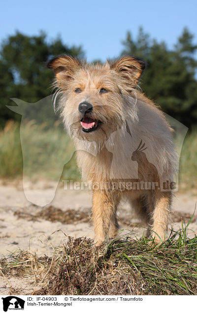 Irish-Terrier-Mischling / Irish-Terrier-Mongrel / IF-04903