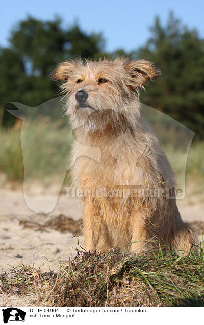Irish-Terrier-Mischling / Irish-Terrier-Mongrel / IF-04904