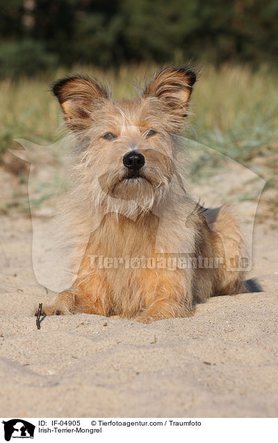 Irish-Terrier-Mischling / Irish-Terrier-Mongrel / IF-04905