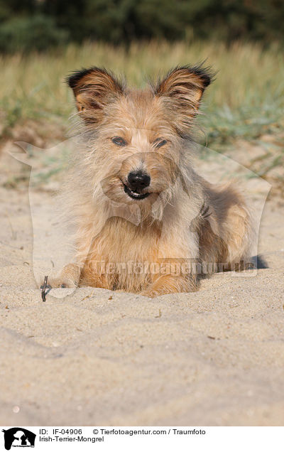 Irish-Terrier-Mischling / Irish-Terrier-Mongrel / IF-04906