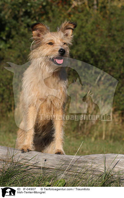 Irish-Terrier-Mischling / Irish-Terrier-Mongrel / IF-04907