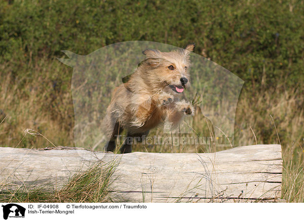Irish-Terrier-Mischling / Irish-Terrier-Mongrel / IF-04908