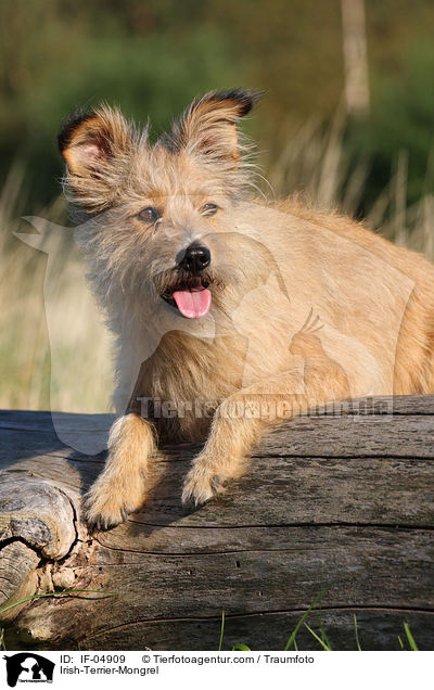 Irish-Terrier-Mischling / Irish-Terrier-Mongrel / IF-04909