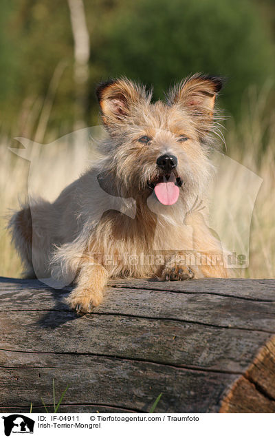 Irish-Terrier-Mischling / Irish-Terrier-Mongrel / IF-04911