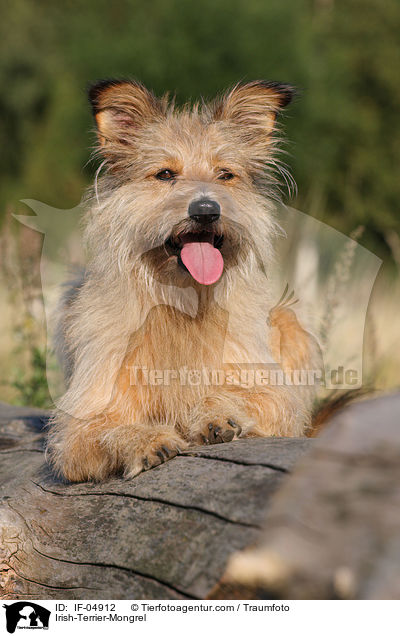 Irish-Terrier-Mischling / Irish-Terrier-Mongrel / IF-04912