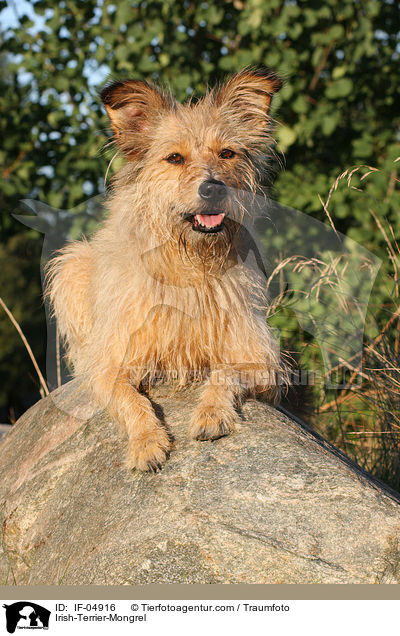Irish-Terrier-Mischling / Irish-Terrier-Mongrel / IF-04916