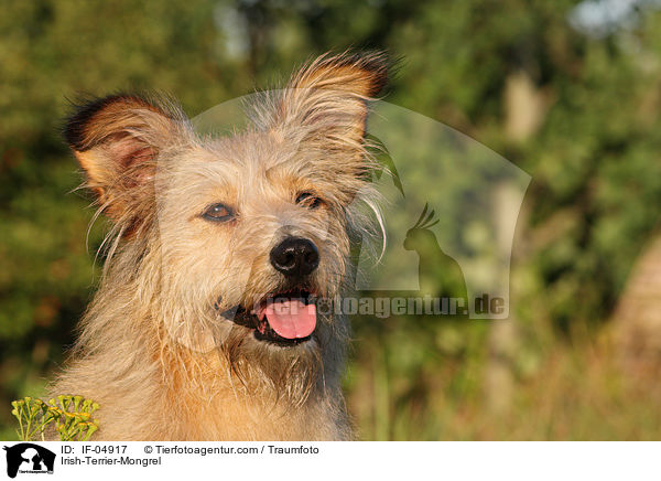Irish-Terrier-Mischling / Irish-Terrier-Mongrel / IF-04917