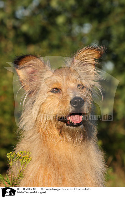 Irish-Terrier-Mischling / Irish-Terrier-Mongrel / IF-04918