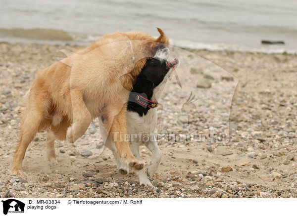 spielende Hunde / playing dogs / MR-03834