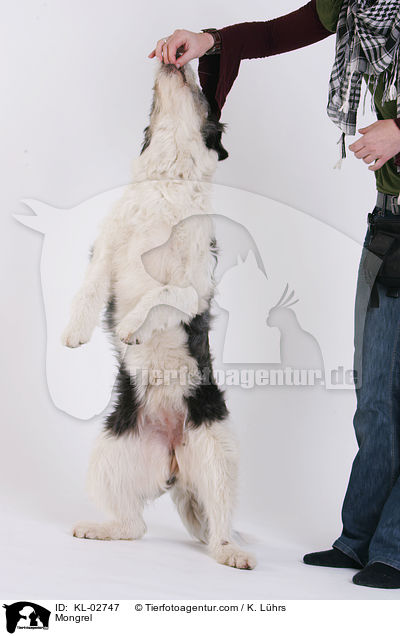 Mischling / Mongrel / KL-02747