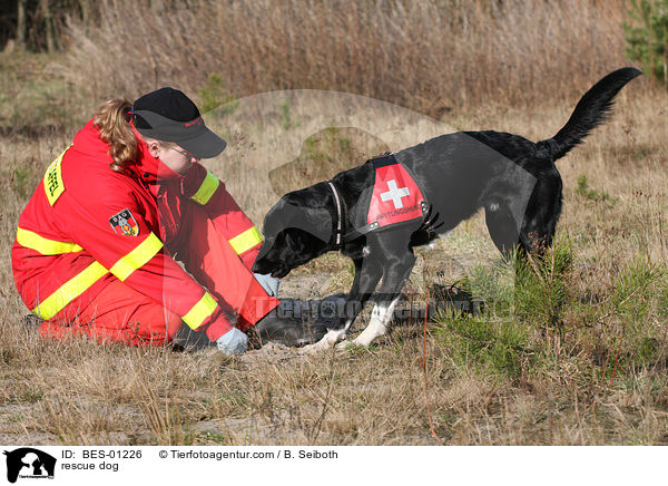 Rettungshund / rescue dog / BES-01226
