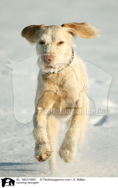 rennender Spinone Italiano Mischling / running mongrel / AB-01969