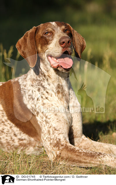Deutsch-Kurzhaar-Mischling / German-Shorthaired-Pointer-Mongrel / DG-01745