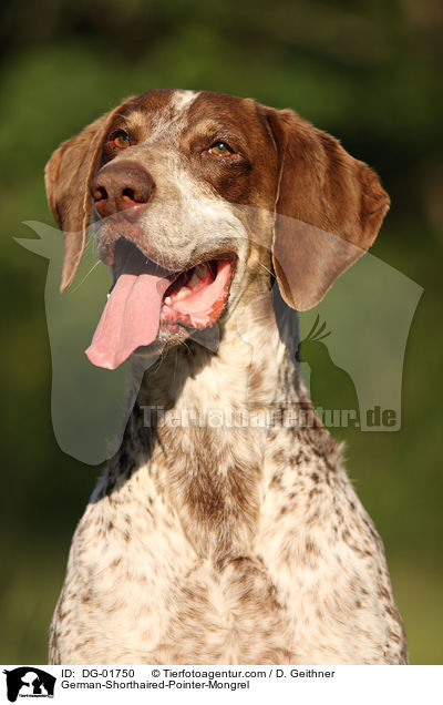 Deutsch-Kurzhaar-Mischling / German-Shorthaired-Pointer-Mongrel / DG-01750