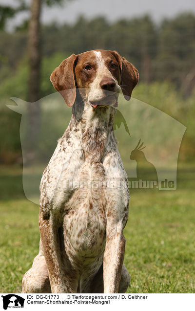 Deutsch-Kurzhaar-Mischling / German-Shorthaired-Pointer-Mongrel / DG-01773