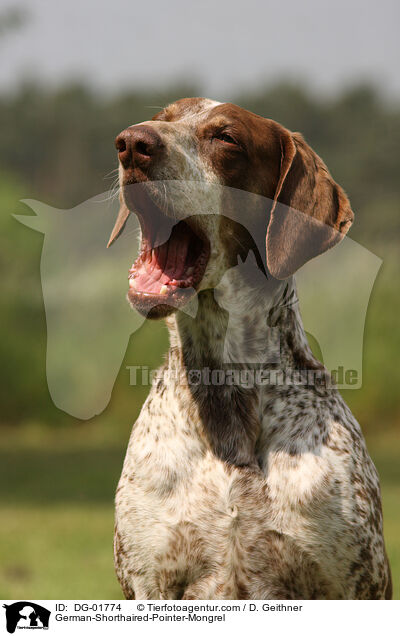 Deutsch-Kurzhaar-Mischling / German-Shorthaired-Pointer-Mongrel / DG-01774