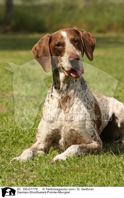 Deutsch-Kurzhaar-Mischling / German-Shorthaired-Pointer-Mongrel / DG-01776