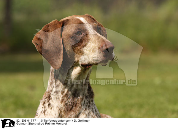 Deutsch-Kurzhaar-Mischling / German-Shorthaired-Pointer-Mongrel / DG-01777