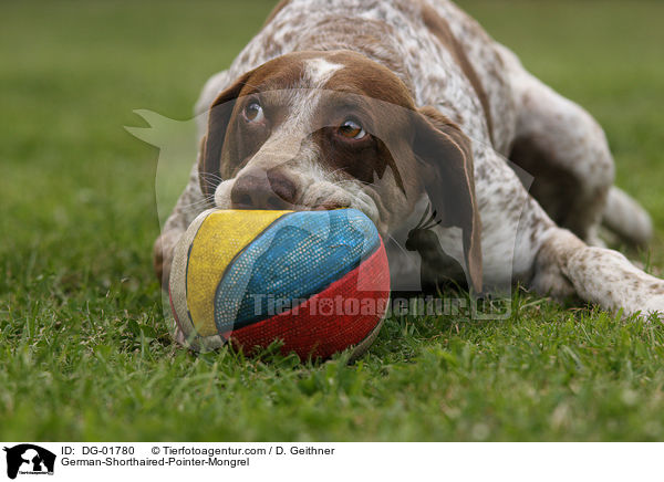 Deutsch-Kurzhaar-Mischling / German-Shorthaired-Pointer-Mongrel / DG-01780