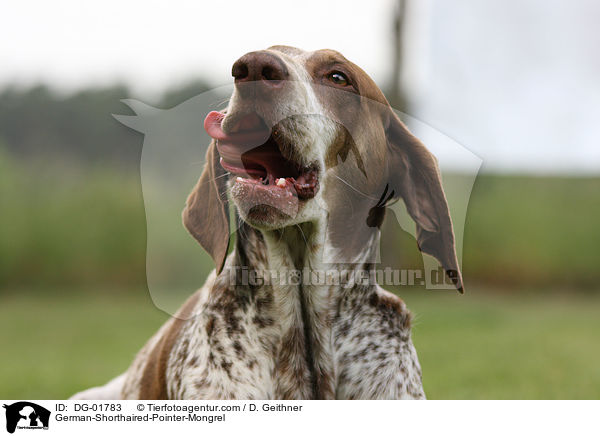 Deutsch-Kurzhaar-Mischling / German-Shorthaired-Pointer-Mongrel / DG-01783