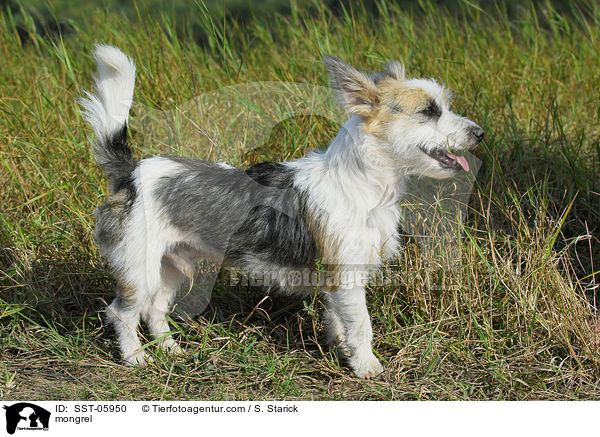 Mischling / mongrel / SST-05950